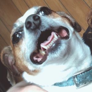 Meet your Posher, Elisha